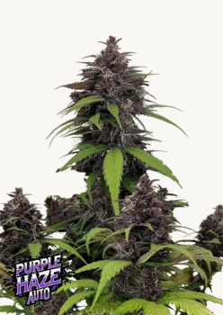 Samen 3x Purple Haze Automatik Fast Buds